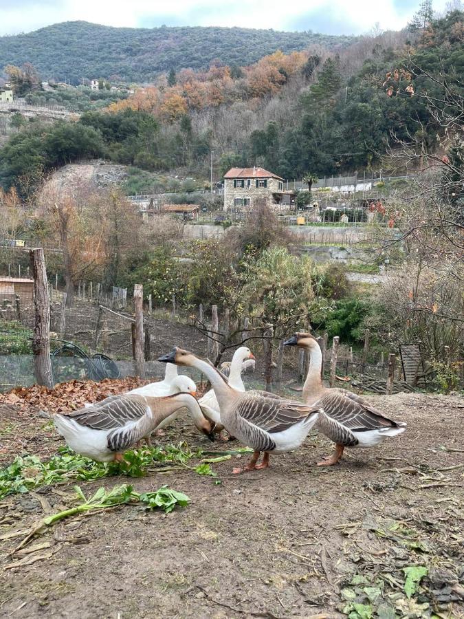 Hotel Agricamping Le Terrazze à Orco Feglino Extérieur photo